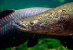 Найден новый вид рыбы Апараима