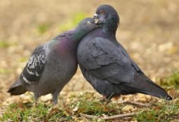 У голубей Нижегородской области нашли вирус болезни Ньюкасла
