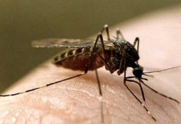 Новая возможность уменьшить риск заболевания малярией