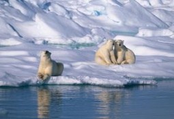 Уже до 2030 года арктический лед  может полностью исчезнуть
