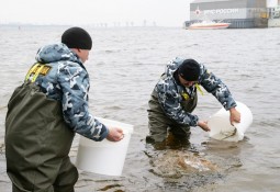Экологи занялись Финским заливом: были выпущены мальки сига